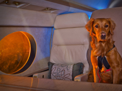 Pets on Jets